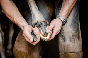 BARHUFPFLEGE Hufbeschlag Thielkes