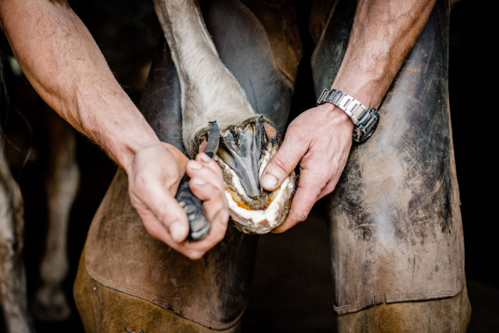 Hufbeschlag Thielkes