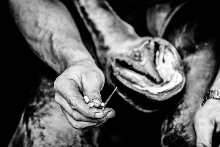 Hufbeschlag Thielkes