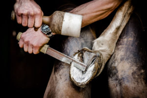Barhufbearbeitung Hufbeschlag Thielkes