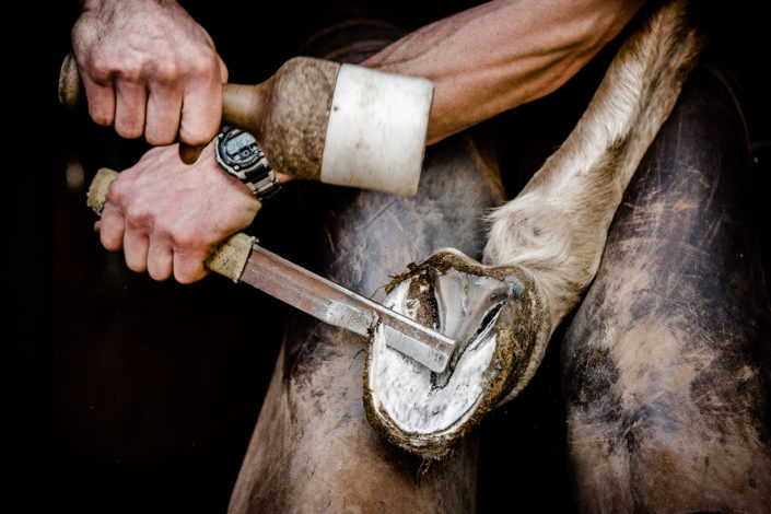 Hufbeschlag Thielkes