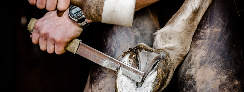 Hufbeschlag Thielkes